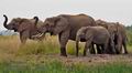 Loxodonta_africana_pa2106287