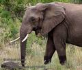 Loxodonta_africana_pa2106305