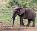 Loxodonta_africana_pa2107024