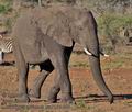 Loxodonta_africana_pa2181450