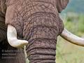 Loxodonta_africana_pa2190168