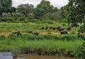 Loxodonta_africana_pa2201174