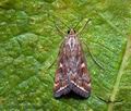 Loxostege_sticticalis_cp6014s