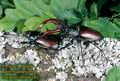 Lucanus_cervus_2081