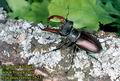 Lucanus_cervus_2623