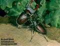 Lucanus_cervus_6691