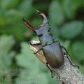 Lucanus_cervus_ae6648