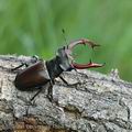 Lucanus_cervus_ak3868