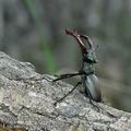 Lucanus_cervus_ak3872