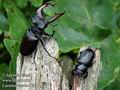 Lucanus_cervus_d204