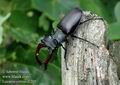 Lucanus_cervus_d205