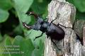 Lucanus_cervus_d206