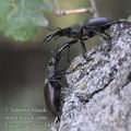 Lucanus_cervus_f4459