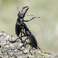 Lucanus_cervus_f4488