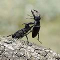 Lucanus_cervus_f4496