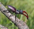 Lucanus_cervus_p6206825