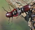 Lucanus_cervus_p6216882