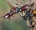 Lucanus_cervus_p6216883