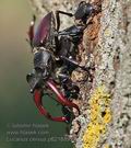 Lucanus_cervus_p6216899