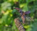 Lucanus_cervus_pa5031748