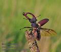 Lucanus_cervus_pa5031817