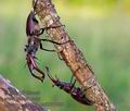 Lucanus_cervus_pa5031853