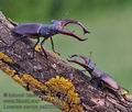 Lucanus_cervus_pa5031898