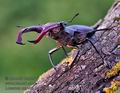 Lucanus_cervus_pa5031943