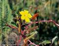 Ludwigia_peruviana_11094