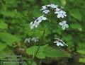 Lunaria_rediviva_a119