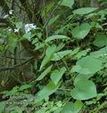 Lunaria_rediviva_a126