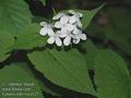 Lunaria_rediviva_a127