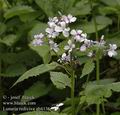 Lunaria_rediviva_ab4136