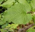 Lunaria_rediviva_ab4154