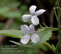 Lunaria_rediviva_ab4157