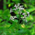 Lunaria_rediviva_ec7611