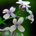 Lunaria_rediviva_ec7617