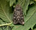 Luperina_nickerlii_jd3590s