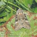 Luperina_testacea_af7211