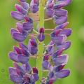 Lupinus_polyphyllus_ae9678