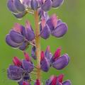 Lupinus_polyphyllus_ae9686