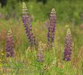 Lupinus_polyphyllus_ae9693