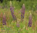 Lupinus_polyphyllus_ae9693