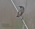 Luscinia_svecica_md2134