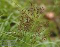 Luzula_sylvatica_a605