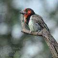 Lybius_torquatus_bb0219