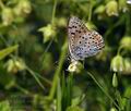 Lycaena alciphron bh0790