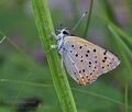 Lycaena alciphron bh0982