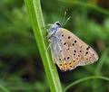 Lycaena alciphron bh0984