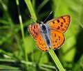 Lycaena alciphron bh1002